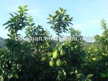  Zhangzhou  fresh  pomelo 