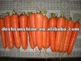 new crop fresh carrot