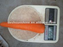 new washed Fresh carrot