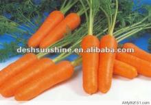 2012's fresh carrot with 10kg carton pack