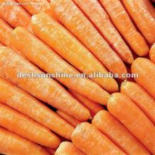 2012 Chinese hot sale new crop carrot