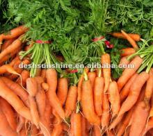 Export 2012 new crop small red carrot