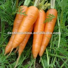 hot sale Chinese 2012 new crop carrot