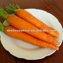 low price Chinese 2012 new crop carrot