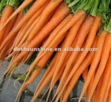 Export 2012 new crop Chinese fresh carrot