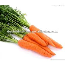 wholesalenew crop fresh red carrot price