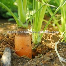 hot sale grade A Chinese 2012 new crop carrot