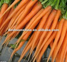 2012 new crop fresh big carrot price for sale