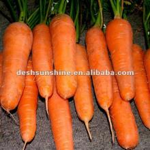hot sale Chinese 2012 new crop carrot with low price