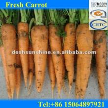 2012 China Fresh Red carrot exporter