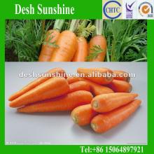 Export 2012 China Fresh Red Carrot 80-150g