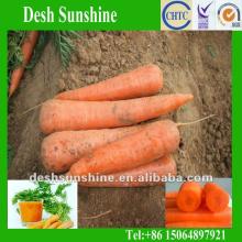 Supply Red Carrot 2012 Chinese Fresh (70-300g)
