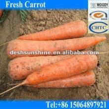 Hot Sale (Grade A) Chinese Fresh Red Carrot for Juice (70-300g)