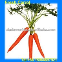 Hot Sale 2012 Chinese Fresh Red Carrot for Juice (70-300g)