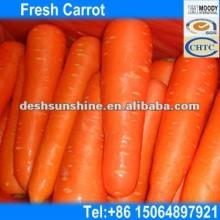 Export 2012 New Corp Chinese Fresh Red Carrot 70-300g