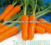 Hot Sale 2012 New Corp (Grade A) Chinese Fresh Red Carrot Exporter 70-300g