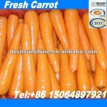 Hot Sale 2012 New Corp (Grade A) Chinese Fresh Red Carrot for Juice (70-300g)