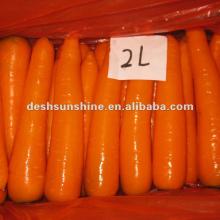 2012 New Crop Grade A chinese red carrot
