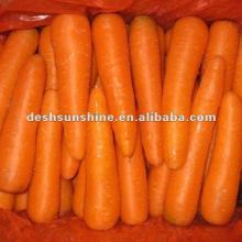 Chinese golden suppliers of fresh carrot