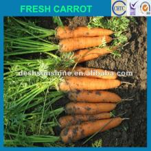 2012 New Crop Grade A Chinese  carrot  harvest