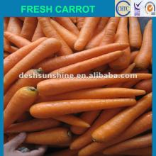china export fresh carrot,good quality,cheap one