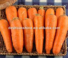 Export all specifications of fresh carrot