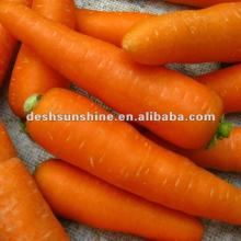 fresh organic carrot
