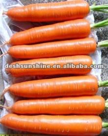hot sale farm fresh carrot