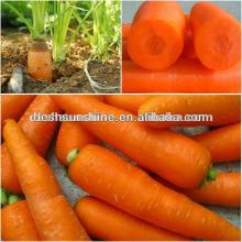 2013 new crop carrots S M grade
