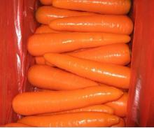 new crop Chinese fresh red carrot price