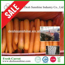 China Wholesale Bulk Carrot