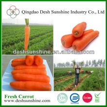 China wholesale organic carrot