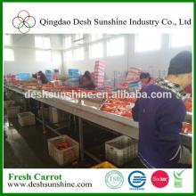 New Crop Bulk Fresh Carrot for Sale