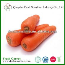 2013 fresh wholesale organic Shandong autumn carrot