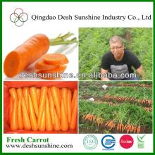 organic carrot China supplier/ carrot best price