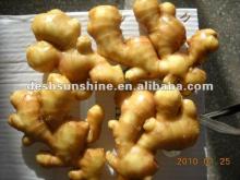 New crop fresh ginger export