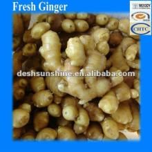 2011 Grade A Chinese New Corp Fresh Ginger Supplier