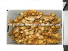 2012 new crop ginger product from China