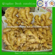 2012 new crop fresh ginger price for sale