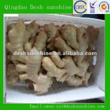 Export 2012 new crop fresh Chinese ginger price