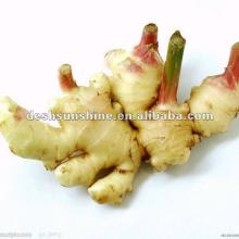 top quality 2012 Chinese fresh ginger
