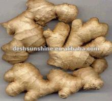 Top Quality 2012 New Crop Fresh Ginger