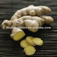 top quality 2012 Chinese mature young ginger