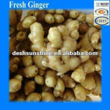new crop chinese ginger