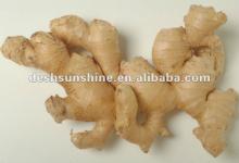 Top Quality  2012  Crop Competitive Price  Ginger 