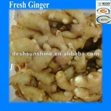 Grade A 2011 & 2012 Chinese New Corp Fresh Ginger(50-300g)