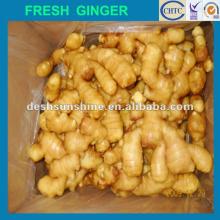 Grade A anqiu fresh ginger(100-350g)