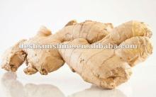 2012 new crop  ginger   China   ginger   exporter 