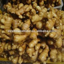 New Crop Grade A  fresh   chinese   ginger 
