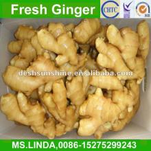 Grade A chinese price of fresh ginger